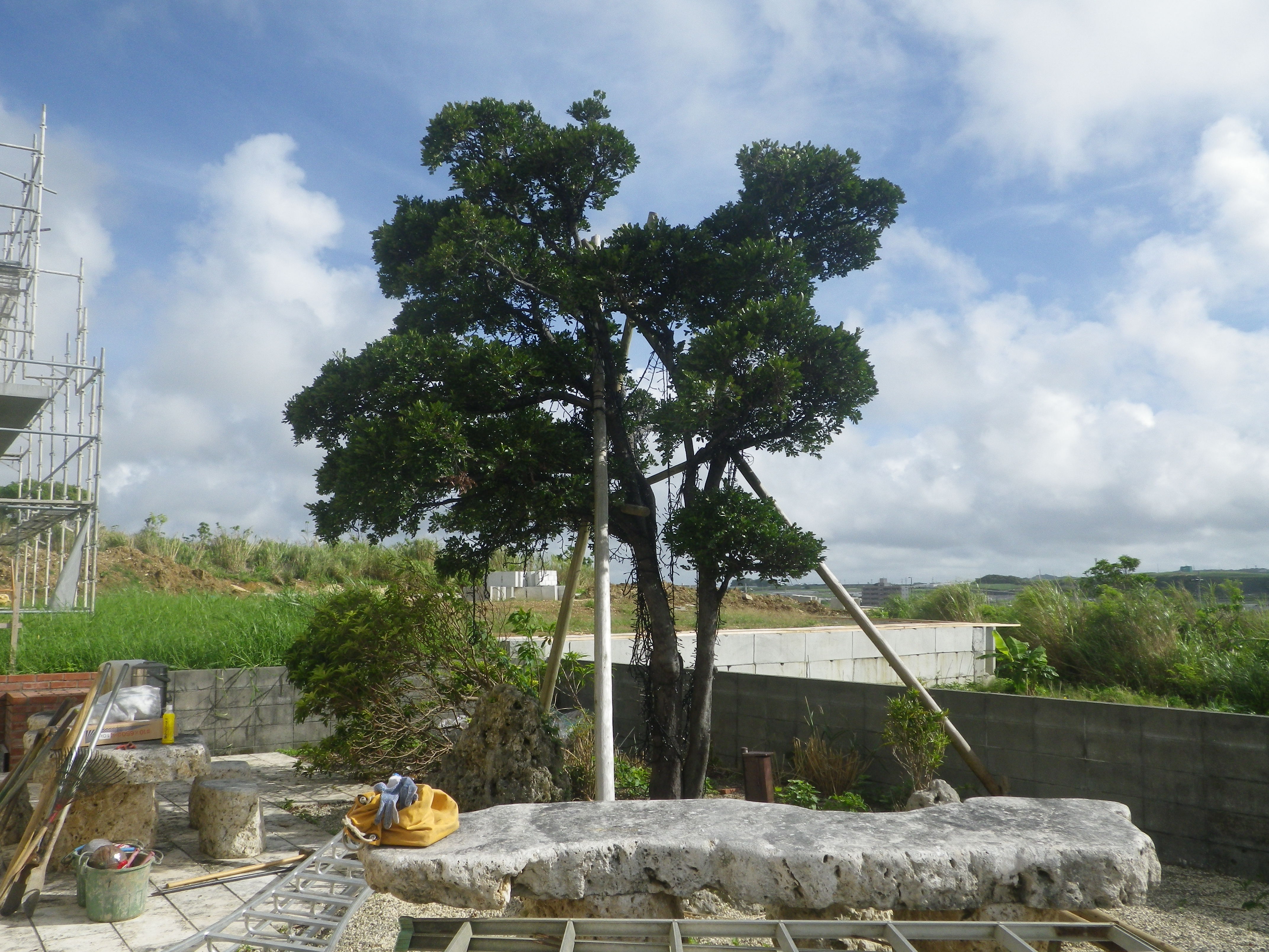 クロキの剪定・支柱設置作業＠八重瀬町 | 那覇造園土木｜沖縄の伐採 