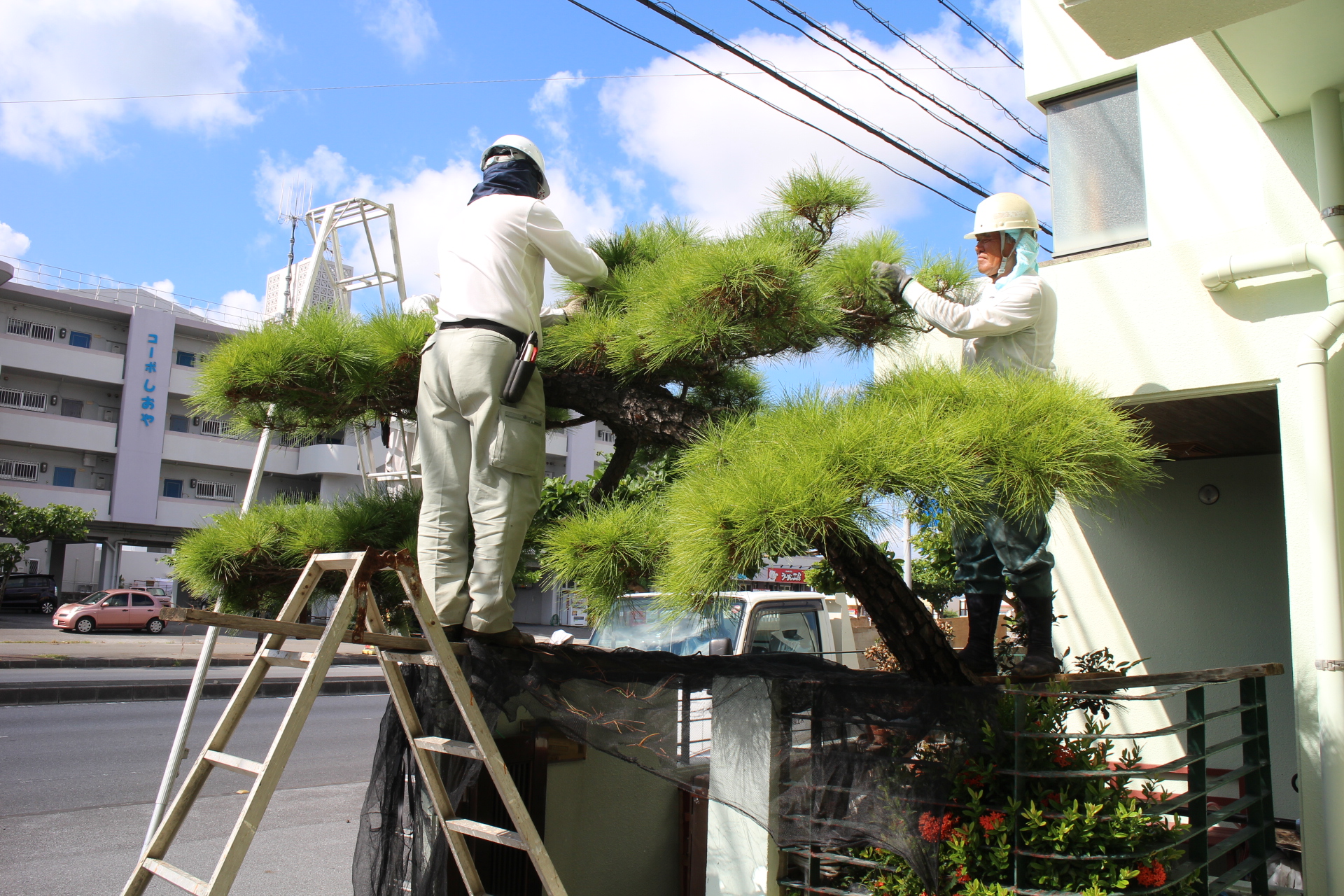 門かぶり松 剪定作業＠うるま市 | 那覇造園土木｜沖縄の伐採・伐開整地